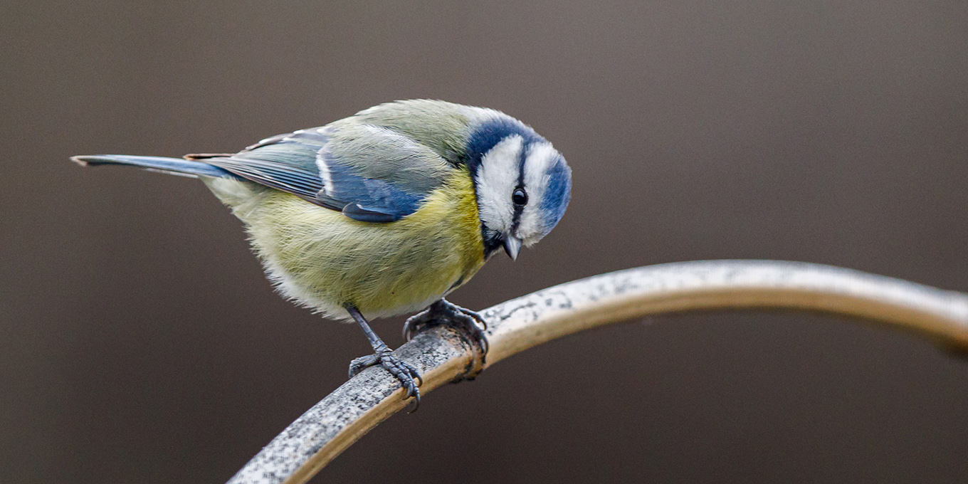 Qui sont ces oiseaux des jardins ?